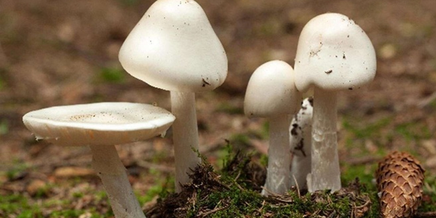 Mantardan zehirlenen yaşlı kadın hayatını kaybetti