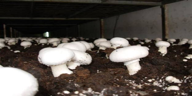 Mantarın vücuda 6 faydası