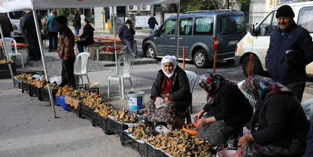 Mantarla ilgili doğru bildiğimiz yanlışlar! Hangi mantar zehirlidir?