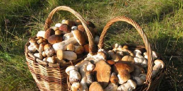Mantarları asla naylon torbada değil, sepette toplayın