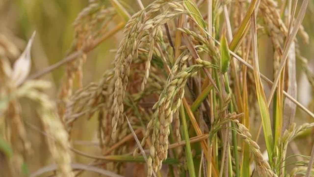 Manyas Barajı çekildi: Karacabey’de çeltik ekimi durduruldu