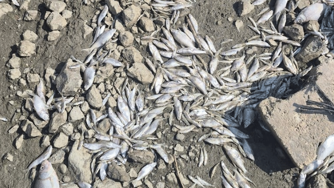 Manyas Gölü'nde korkutan görüntü: Toplu balık ölümleri!