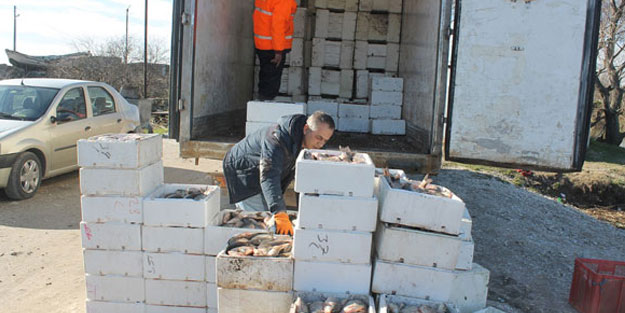 Manyas Gölü'nden İsrail Sazanı fışkırıyor