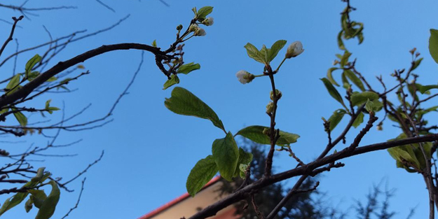 Manzara Ankara'dan! Vatandaşları hayrete düşüren görüntü