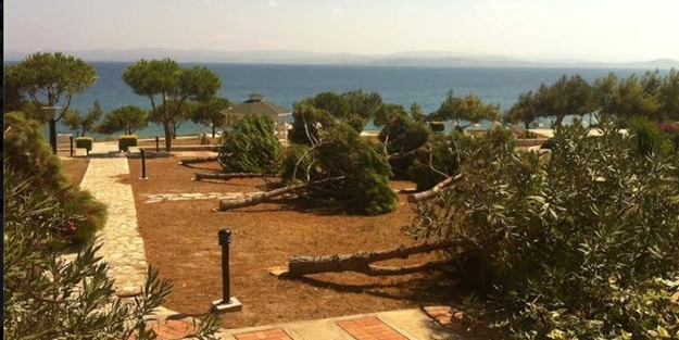 Manzara keyfi yapmak için ağaç katliamı yaptılar