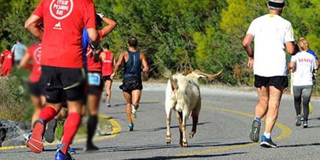 Maratonda koşan keçiye madalya verildi