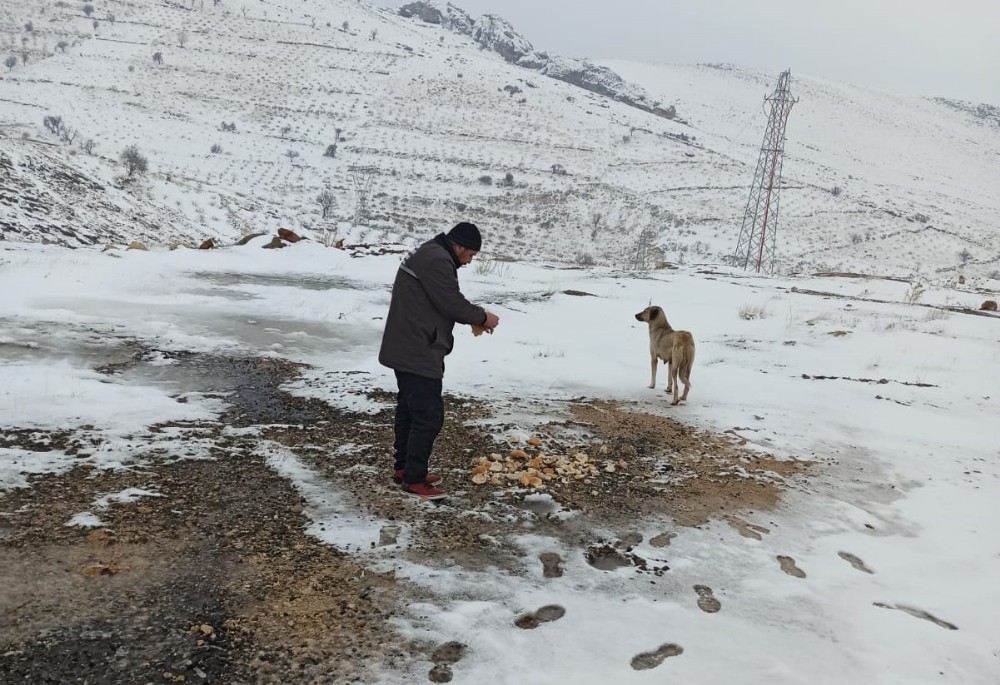 Mardin Büyükşehir Belediyesi karlı havada sokak hayvanlarını unutmadı 