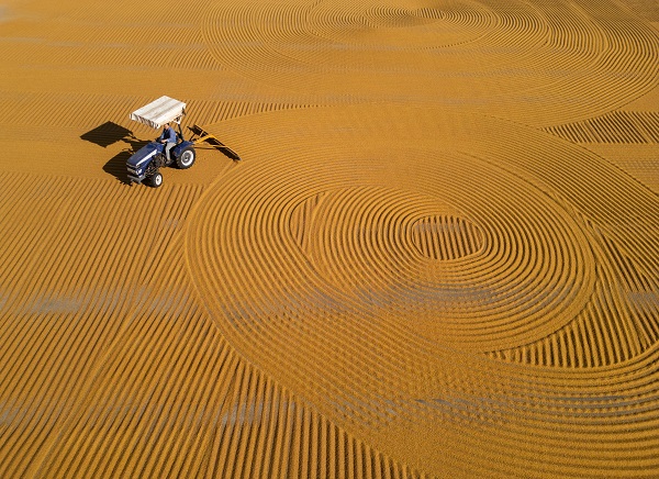 Mardin sarıya büründü!