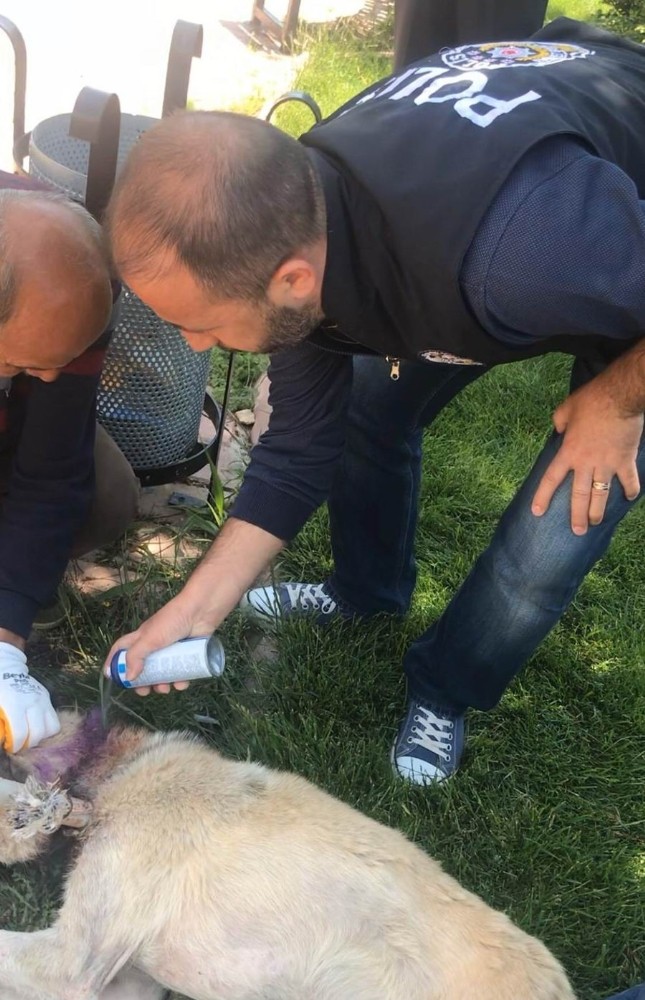 Mardin’de boynuna kablo dolanan köpeği polis kurtardı 