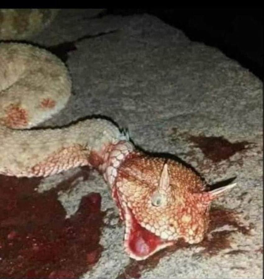 Mardin’de boynuzlu yılan görüldü 