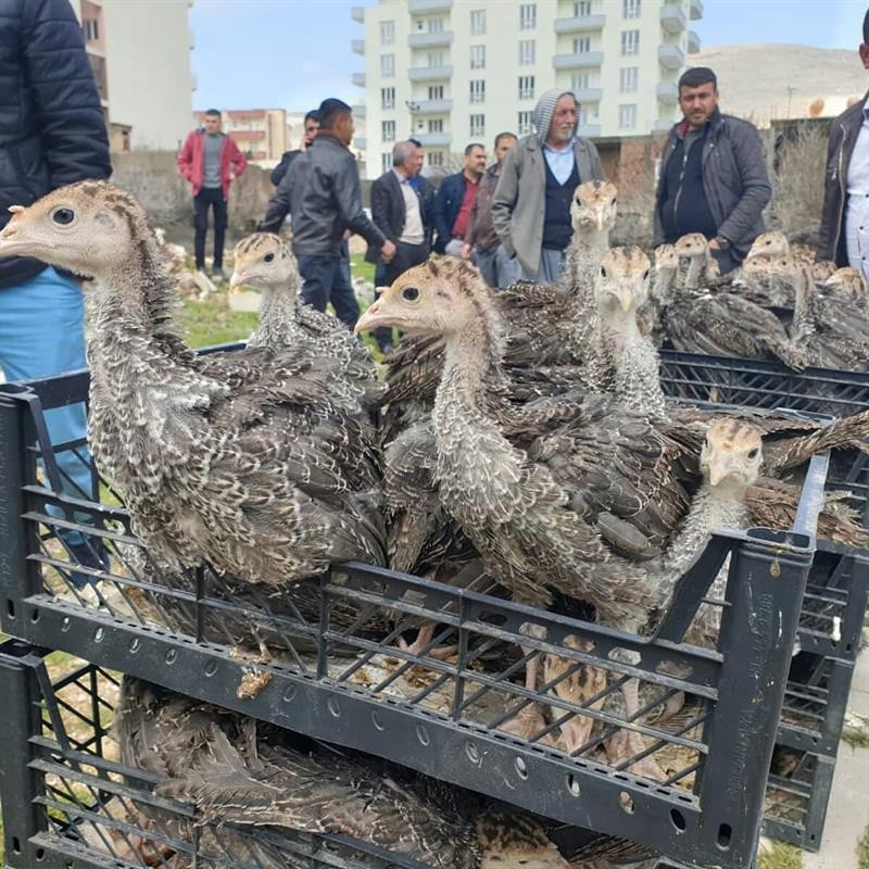 Mardin’de çiftçilere 12 bin 500 adet hindi palazı dağıtıldı 