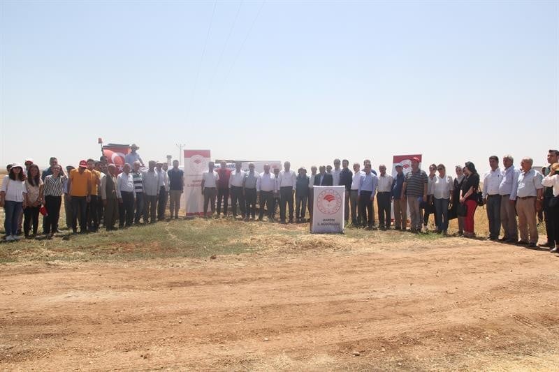 Mardin’de çiftçilere arda nohut çeşidi tanıtıldı 