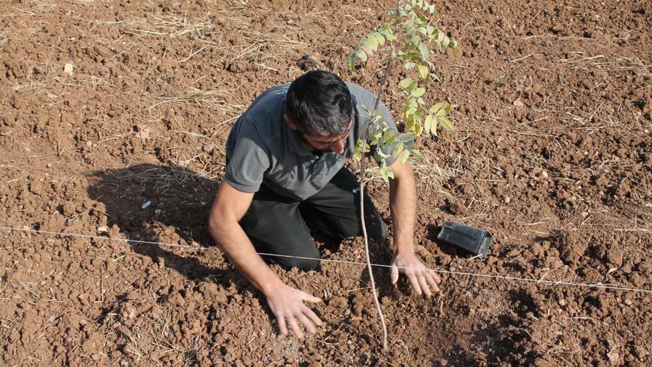 Mardin’de fıstık ağaçları toprakla buluştu
