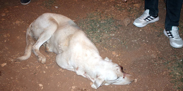 Mardin'de gözü oyulmuş köpek bulundu
