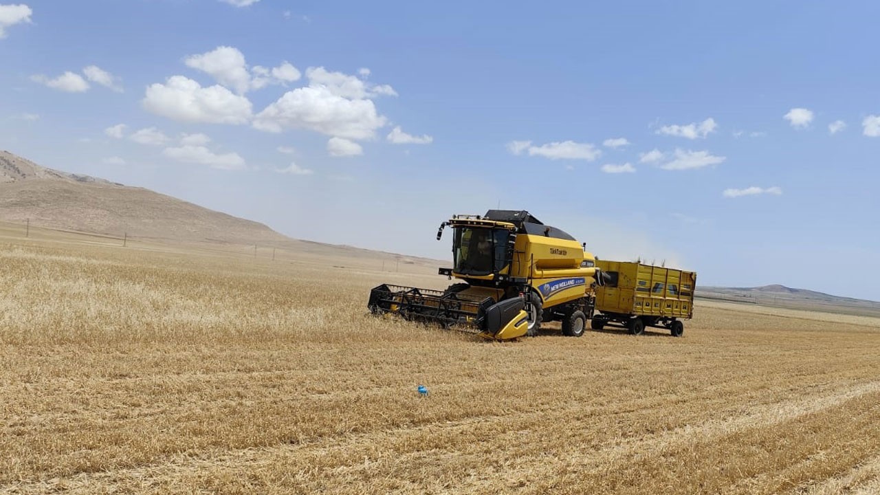 Mardin'de hasat heyecanı! Kilosu 17 TL