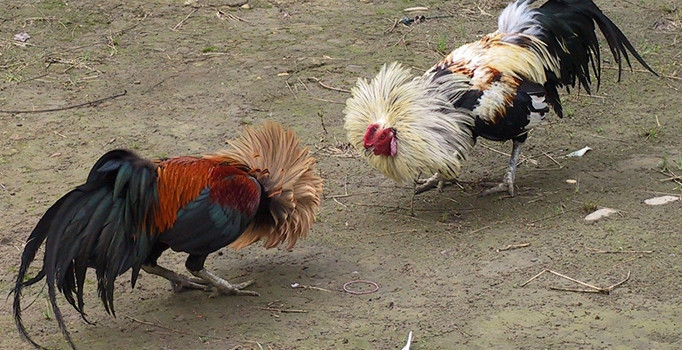 Mardin'de horuz dövüşü operasyonu