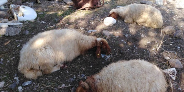 Mardin'de kurt saldırısı! Çok sayıda hayvan telef oldu