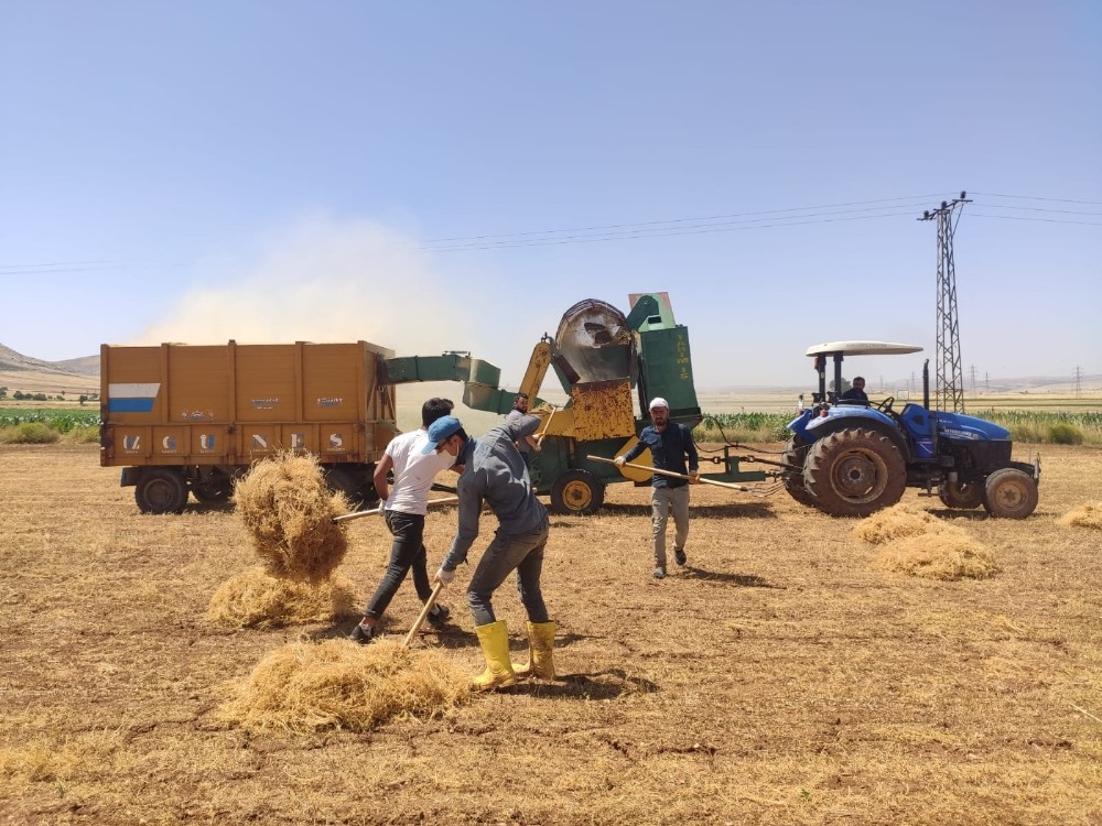 Mardin’de mercimek verimi çiftçinin yüzünü güldürdü 