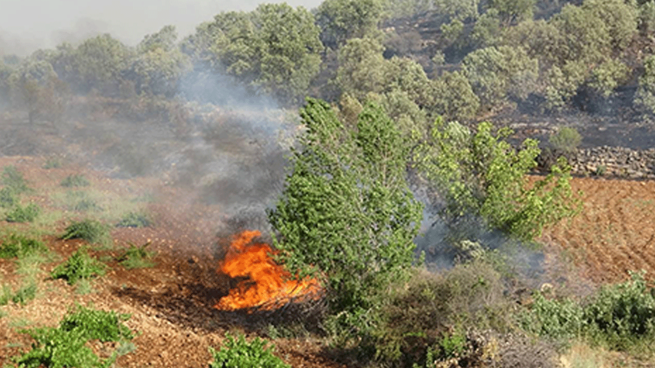 Mardin'de orman yangını!