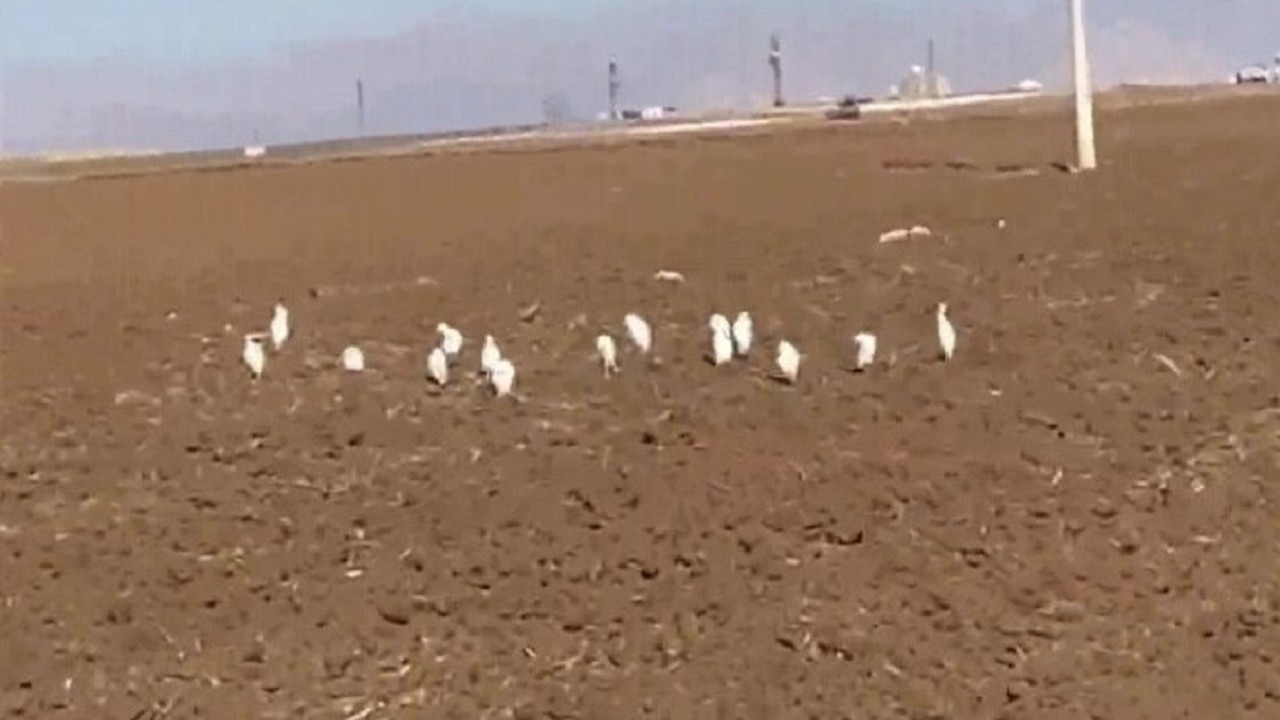 Mardin’de sürpriz misafirler