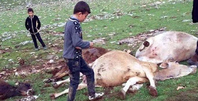 Sürüye yıldırım düştü, 15 inek telef oldu