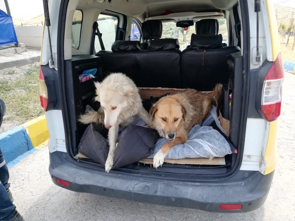 Mardin’de yaralı kedi ve köpekler Ankara’ya sevk edildi 