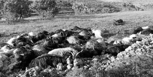 Mardin'de yıldırım faciası: Çoban hayatını kaybetti, 150 hayvan telef oldu