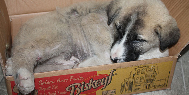 Mardinliler yavru köpek için seferber oldu