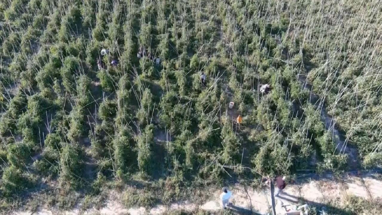 Market pahalı gelince soluğu tarlada aldılar