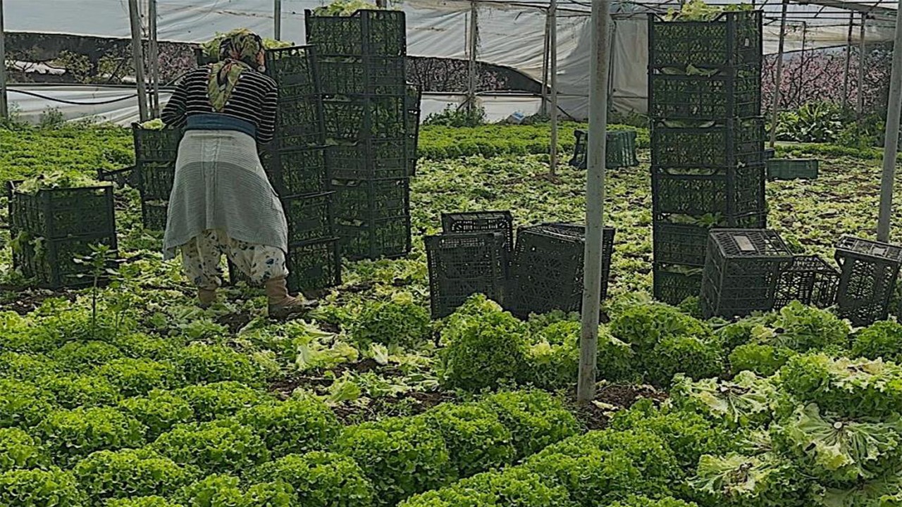 Market reyonlarında tanesi 150 liraya satılıyor Geçen sene üreticiyi bu sene tüketiciyi üzdü