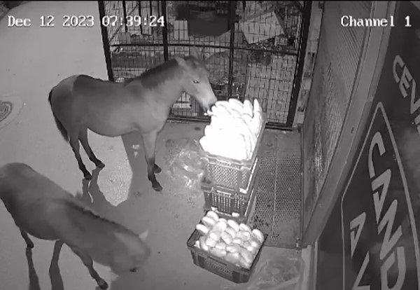 Market sahibi şoke oldu!