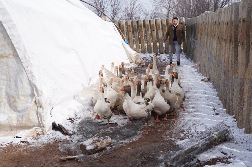 Marketini kapattı, kaz çiftliği kurdu 