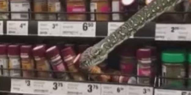 Markette reyonların arasından çıkan dev yılan korkuttu!