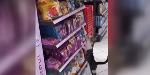 Marketteki müşterilere zorla mama aldıran kedinin sevimli halleri!