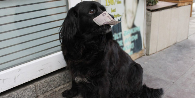 Marketten alışveriş yapan 'Zeytin', artıkları çöpe atıyor