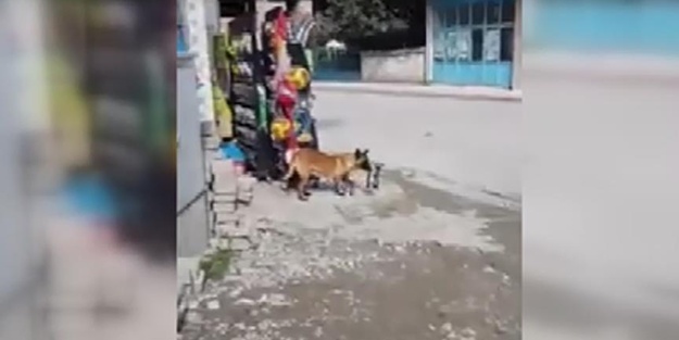 Marketten cips 'çalan' köpek kameralara yakalandı