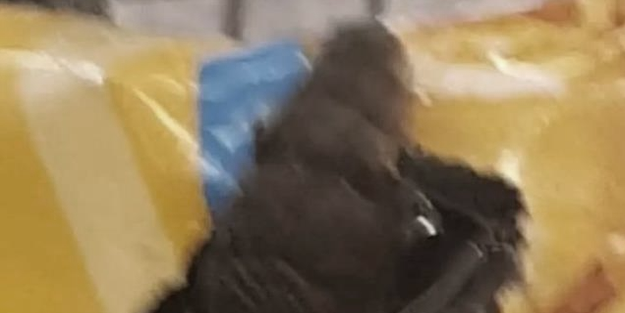 Marketten cips satın alan kadın, poşeti açtığında dehşete düştü! Cipslerin arasından...