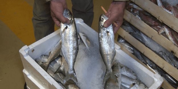 Marmara Denizi o balıkla doldu taştı