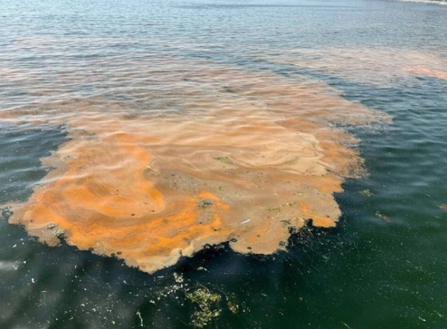 Marmara Denizi Red-Tide! Deniz can çekişiyor girmeyin