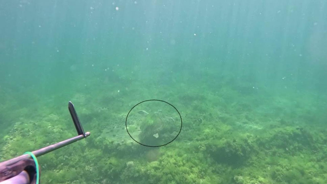 Marmara Denizi’nde bir ilk! O hayvan su altında ilk kez görüldü