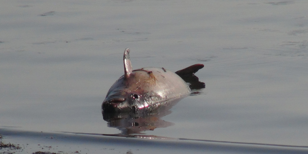 Marmara Denizi'nde endişelendiren görüntü! Ölü halde kıyıya vurdu
