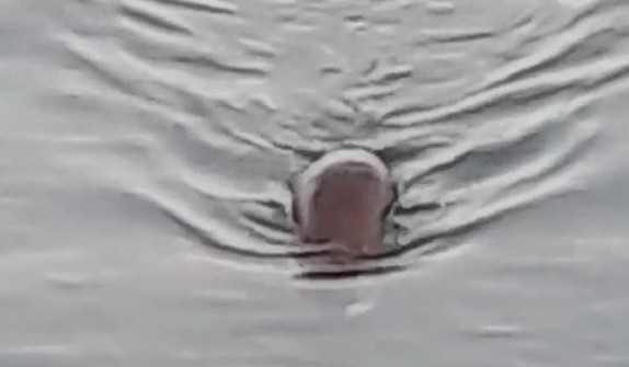 Marmara Denizinde su maymunu görüntülendi