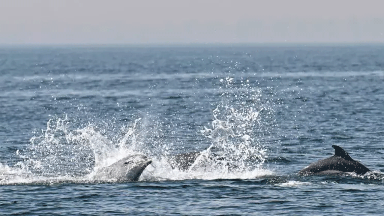 Marmara Denizi'nde yunusların görsel şöleni!