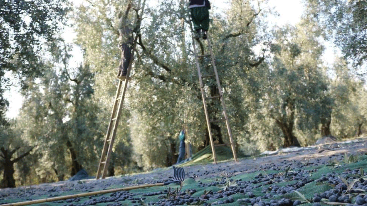 İşte 1 kilo zeytinin maliyeti