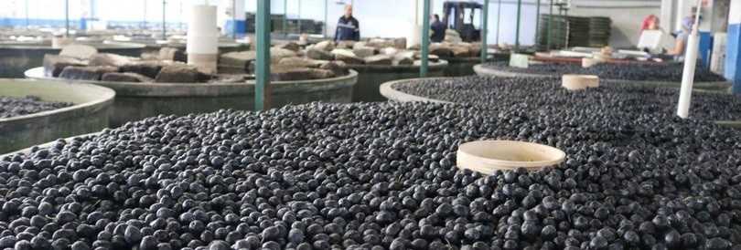 Marmarabirlik, 75 bin ton rekolte beyanı öngörüyor