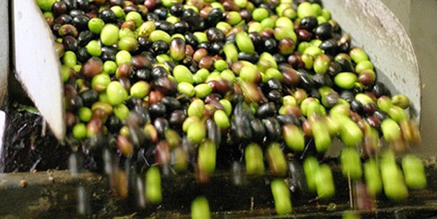 Marmarabirlik, zeytin alım fiyatlarını resmen açıkladı