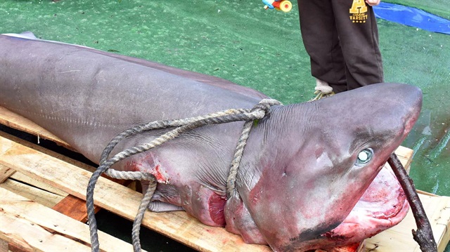 Marmara'da 'camgöz' yakalandı