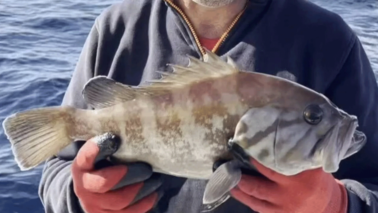 Marmara'da 'Grida' sürprizi