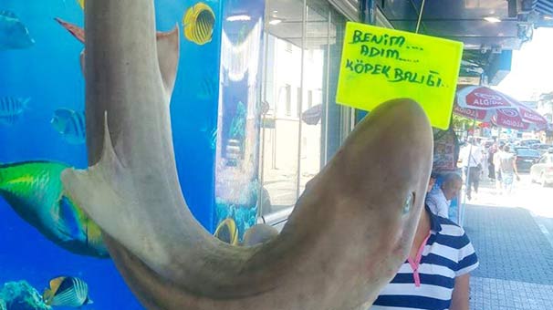 Marmara'da köpek balığı yoğunluğu