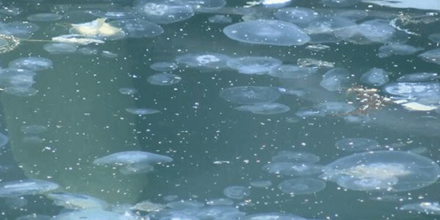 Marmara'da müsilaj sonrası denizanası tehlikesi